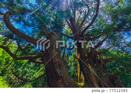 木 根 根元 太いの写真素材