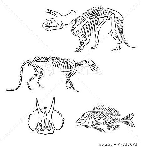 ティラノサウルス 恐竜 骨 化石のイラスト素材