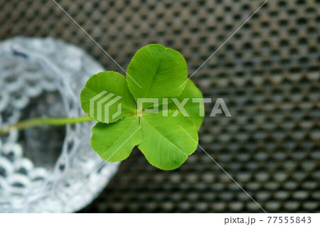 五葉のクローバーの写真素材