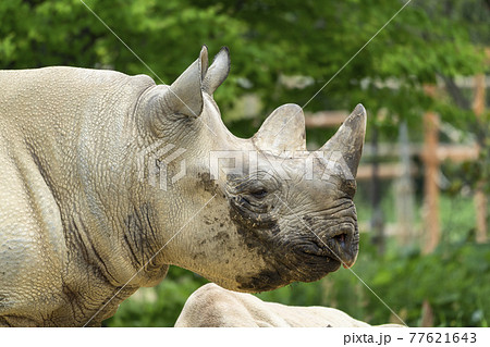 サイ 動物の写真素材