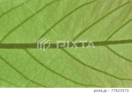 葉 葉っぱ 葉脈 脈の写真素材