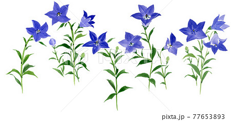 桔梗 植物 花 水彩画のイラスト素材 - PIXTA