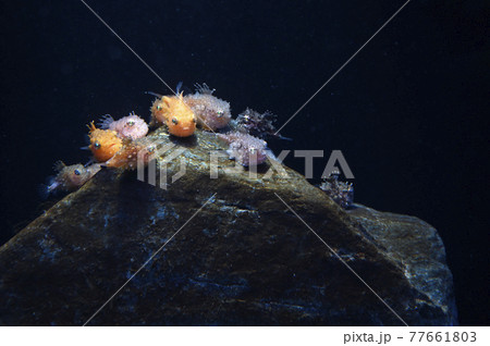 カジカ 魚 海水魚の写真素材