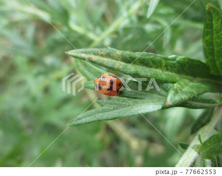 てんとう虫 昆虫 脱皮 羽化の写真素材