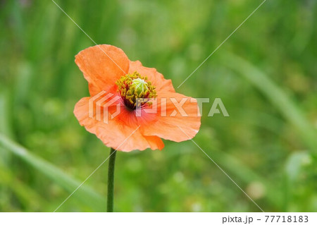 ナガミヒナゲシ 花 オレンジ色 ヒナゲシの写真素材