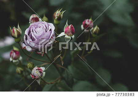 薔薇 花 紫薔薇 壁紙の写真素材