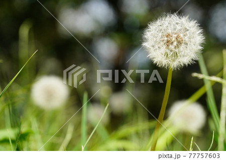 綿帽子 花の写真素材