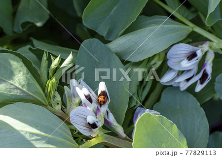そら豆の花の写真素材