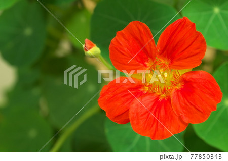 花言葉勝利の写真素材