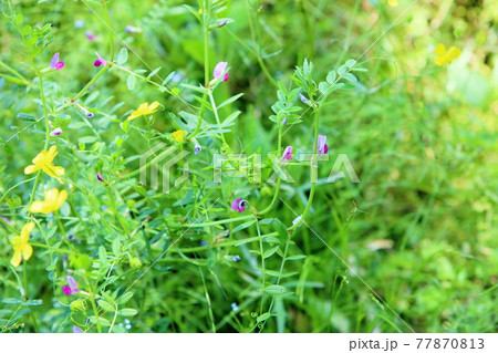 雑草 薄ピンク 花 ピンクの写真素材