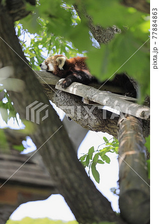 眠り猫の写真素材