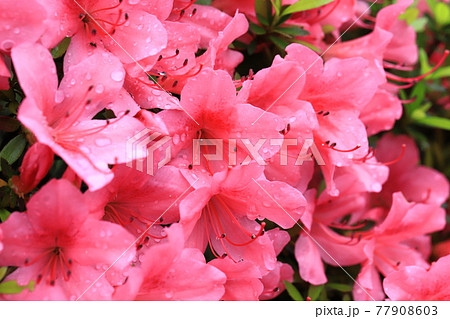 アゼリア 花の写真素材