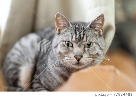 サバネコの写真素材