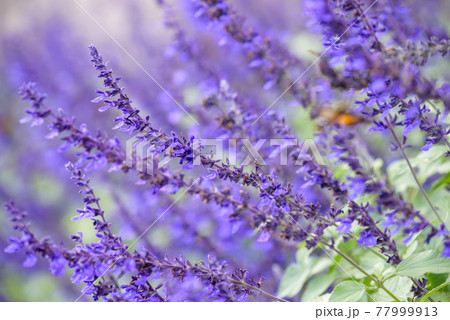 セージ 紫 花 ハーブの写真素材