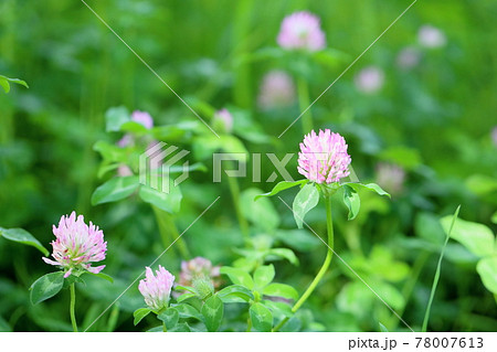 雑草 薄ピンク 花 ピンクの写真素材