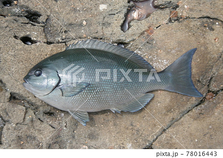 尾長グレ 魚 グレの写真素材