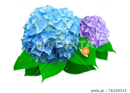 紫陽花 雨 きれい 花のイラスト素材