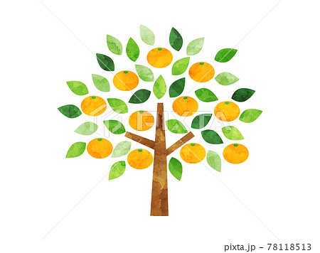 みかん 果物 木 Treeのイラスト素材