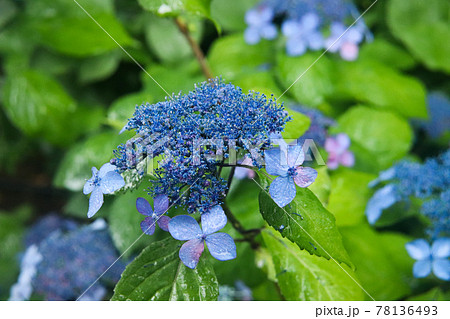 花 壁紙 紫陽花 梅雨の写真素材