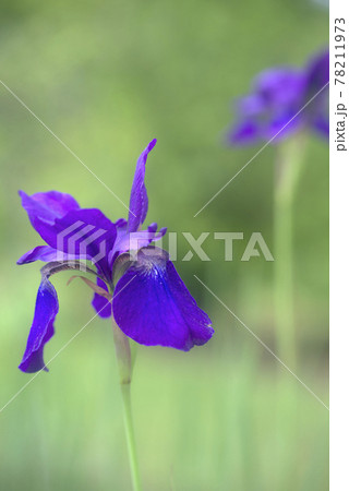 白花イリス 花の写真素材