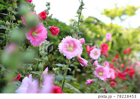 コケコッコー花の写真素材