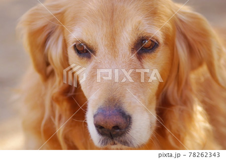 犬 ゴールデンレトリバー 賢い 盲導犬の写真素材