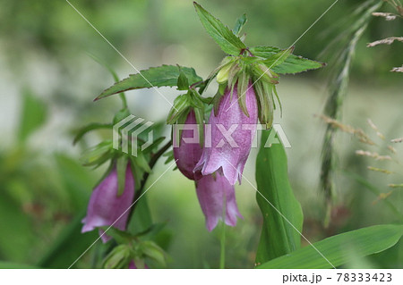 ベル型 花の写真素材