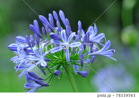 アガパンサスに似た花の写真素材