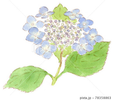 ガクアジサイのイラスト素材