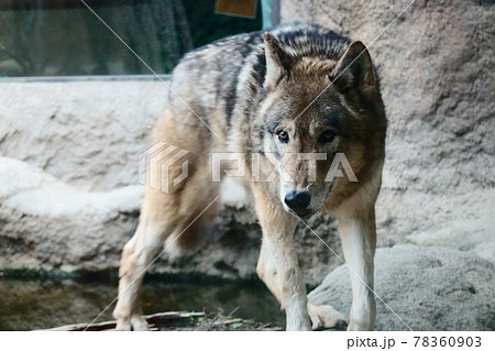 シンリンオオカミ 一匹 オオカミの写真素材
