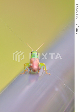 バッタの目 複眼 バッタ 昆虫の写真素材 バッタの目 複眼 バッタ 昆虫の写真素材