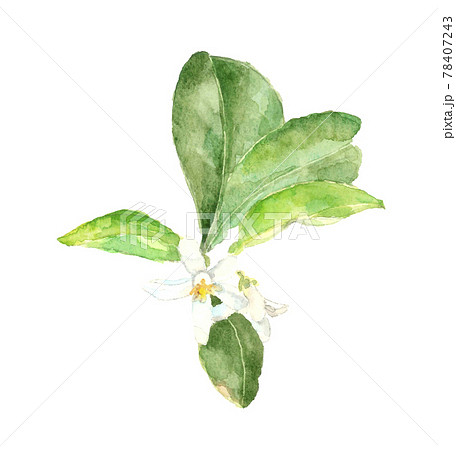 八朔の花のイラスト素材 - PIXTA