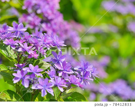 あじさい 花 ダンスパーティー 赤紫の写真素材