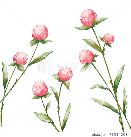 センニチコウのイラスト素材