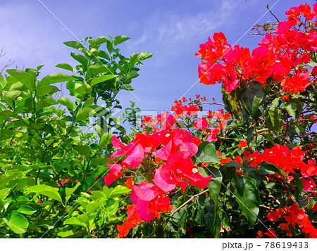 花 ブーゲンビリア 南国 ショッキングピンクの写真素材