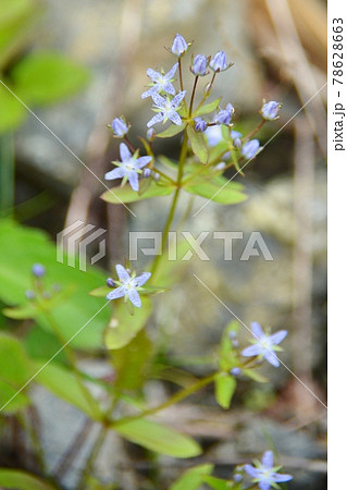 小さな花 紫の花 紫色の花 高山植物の写真素材