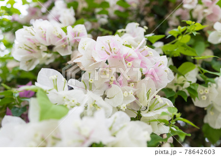 stamen bougainvillea pistil flower Photos - PIXTA