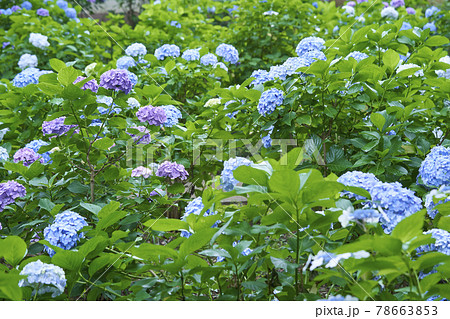 庭園 日本庭園 花 植物の写真素材