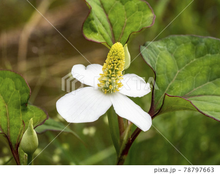 ドクダミの花の写真素材