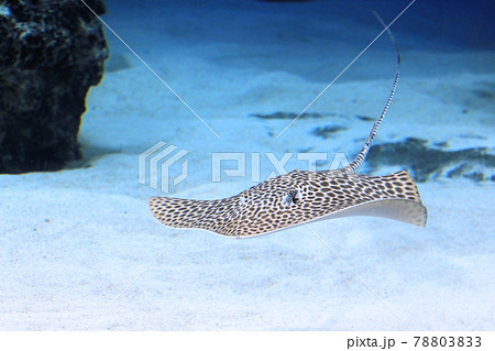 平たい魚の写真素材