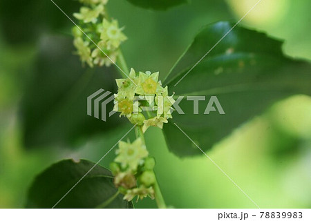ナツメの花の写真素材