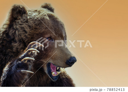 怖い熊の写真素材