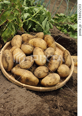 じゃがいも掘りの写真素材
