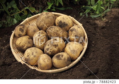 ジャガイモ掘りの写真素材