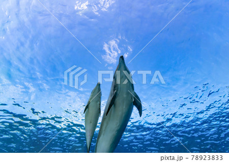 イルカのシルエットの写真素材 イルカのシルエットの写真素材