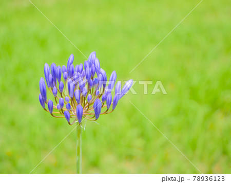 アガパンサス 花 芝生 紫君子蘭の写真素材