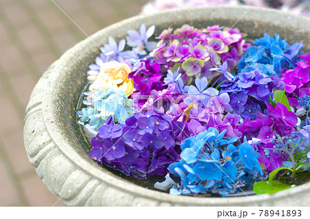 水に浮かぶ紫陽花の写真素材