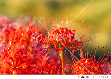 捨子花の写真素材