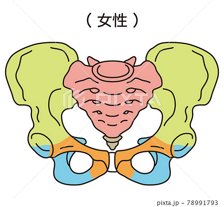 骨盤矯正のイラスト素材