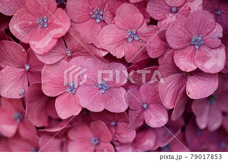 花 壁紙 紫陽花 梅雨の写真素材